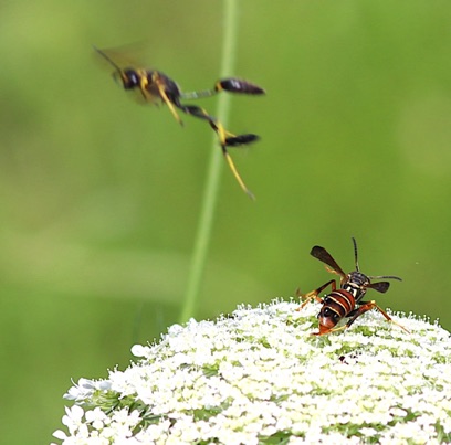 Black and Yellow Mud Dauber
attacks Northern Paper Wasp
Sceliphron caementarium